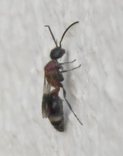 Blakeius bipunctatus